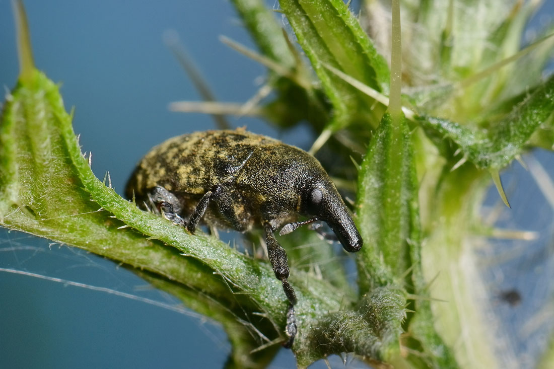 Curculionidae: Larinus turbinatus?  S  !